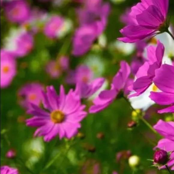 Meet the Posher Other - Meet your Posher, Karen